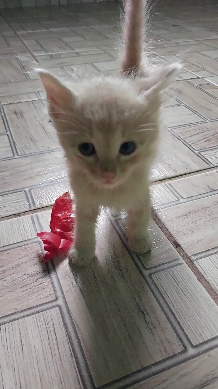 Gato ra a  idade 2 a 6 meses nome Não tem nome 