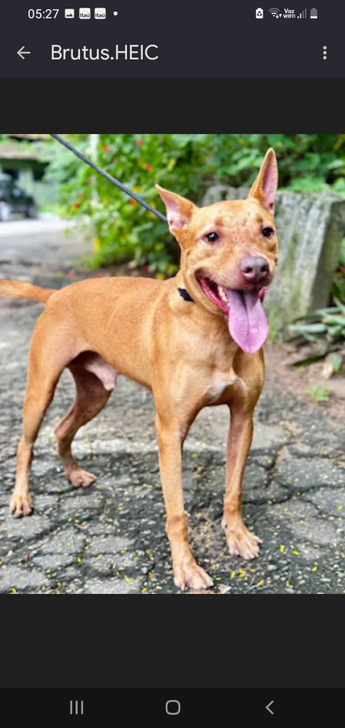 Cachorro ra a SRD-ViraLata idade 5 anos nome Brutus 