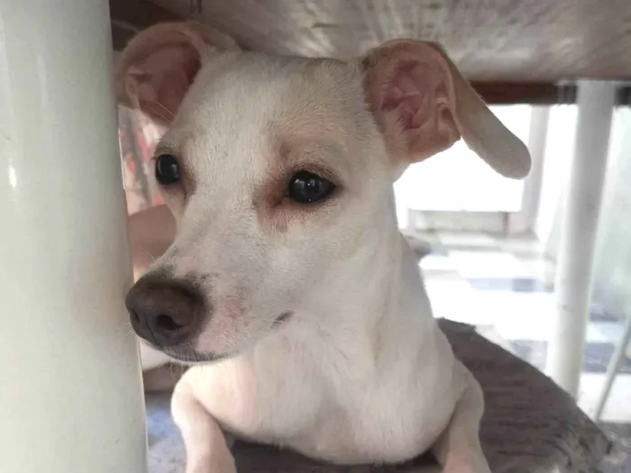 Cachorro ra a SRD-ViraLata idade 7 a 11 meses nome aurora 