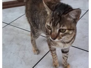 Gato raça SRD-ViraLata idade 2 a 6 meses nome Croquete