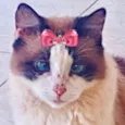 Ágata