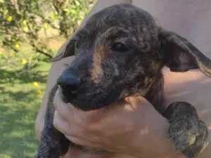 Cachorro raça  idade  nome Sem nome