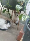 Bbs