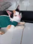 Nina
