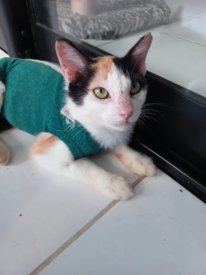 Gato ra a SRD-ViraLata idade 2 a 6 meses nome Nina