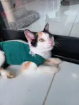 Nina
