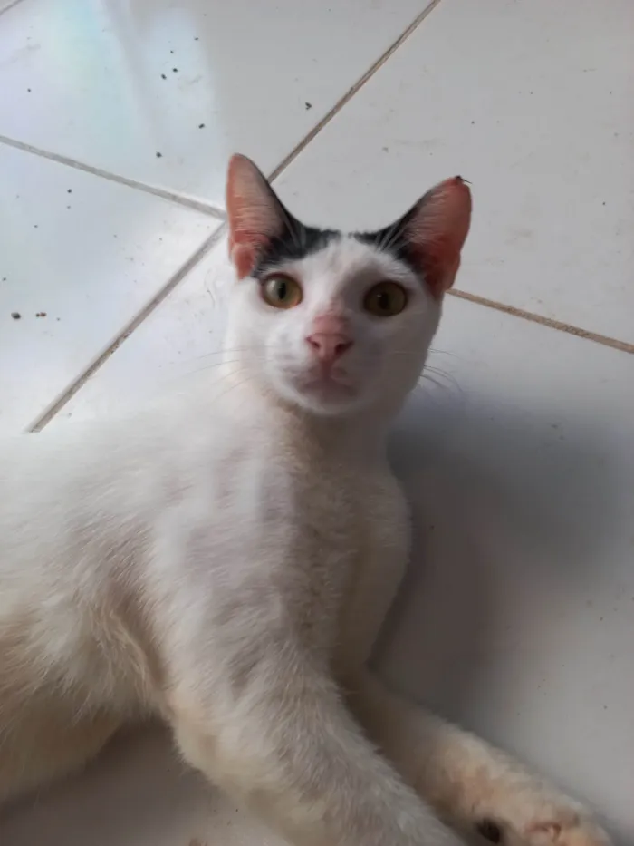 Gato ra a SRD-ViraLata idade 2 a 6 meses nome Floquinho