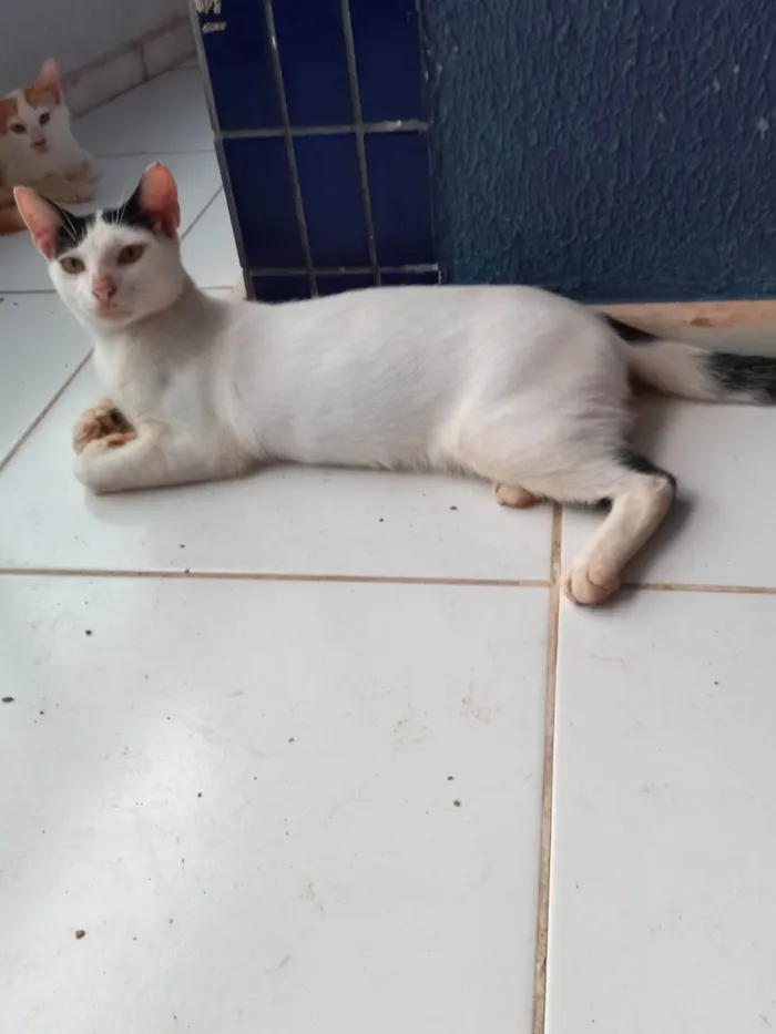 Gato ra a SRD-ViraLata idade 2 a 6 meses nome Floquinho