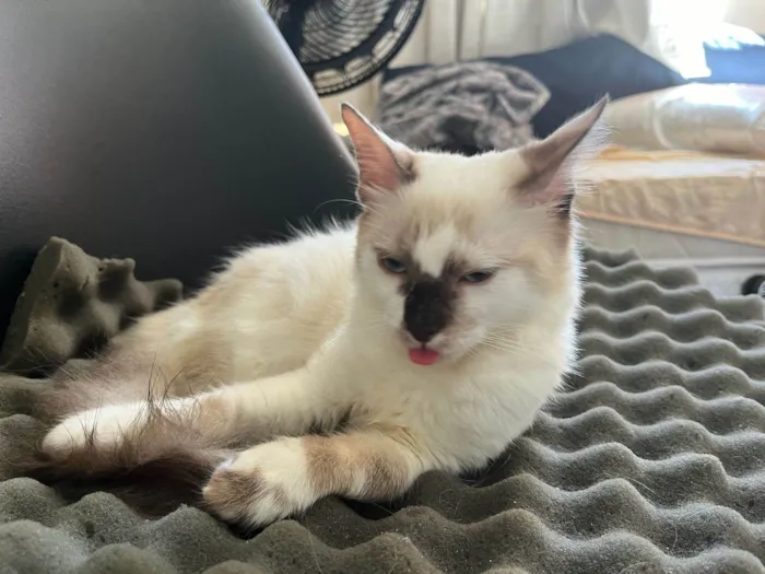 Gato ra a Sem raça definida  idade 2 a 6 meses nome Alexa - CASTRADA 