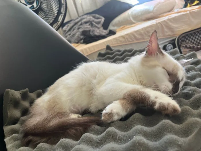 Gato ra a Sem raça definida  idade 2 a 6 meses nome Alexa - CASTRADA 