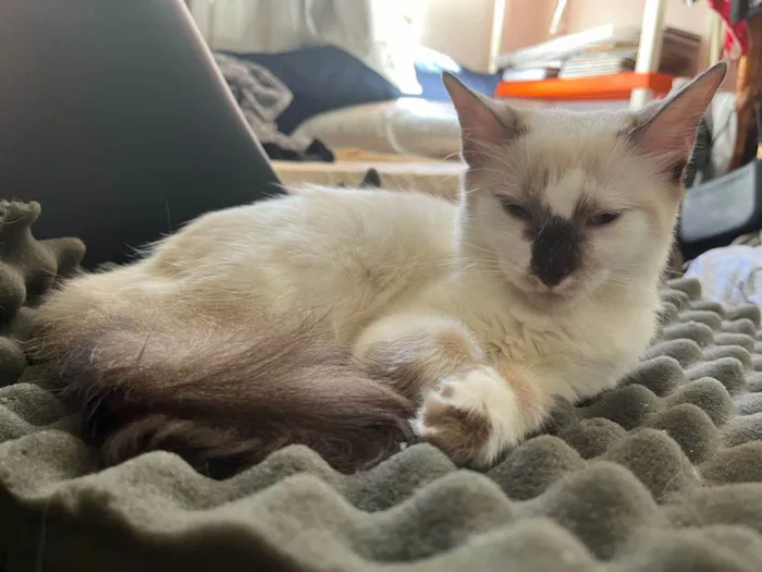 Gato ra a Sem raça definida  idade 2 a 6 meses nome Alexa - CASTRADA 