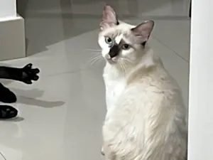 Gato raça Sem raça definida  idade 2 a 6 meses nome Alexa - CASTRADA 