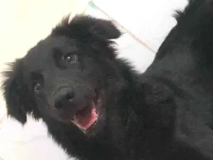 Cachorro raça Border collie misturado  idade 7 a 11 meses nome Maylon