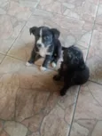 Mel e lara