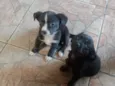 Mel e lara