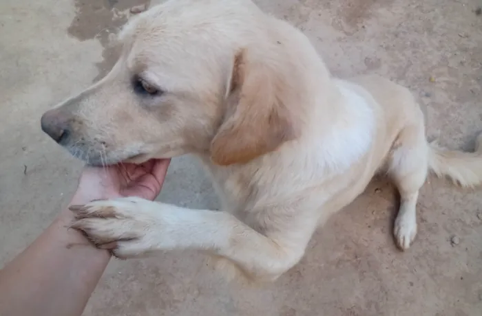 Cachorro ra a Pastor Alemão idade 1 ano nome Malu