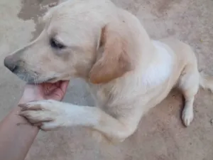 Cachorro raça Pastor Alemão idade 1 ano nome Malu