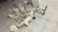 Sol, estrela, Neves, branco, baby, mandona, tigresa, Lego, pipi