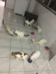 Sol, estrela, Neves, branco, baby, mandona, tigresa, Lego, pipi