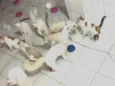 Sol, estrela, Neves, branco, baby, mandona, tigresa, Lego, pipi