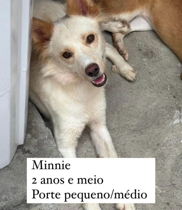 Cachorro ra a SRD-ViraLata idade 2 anos nome Minnie