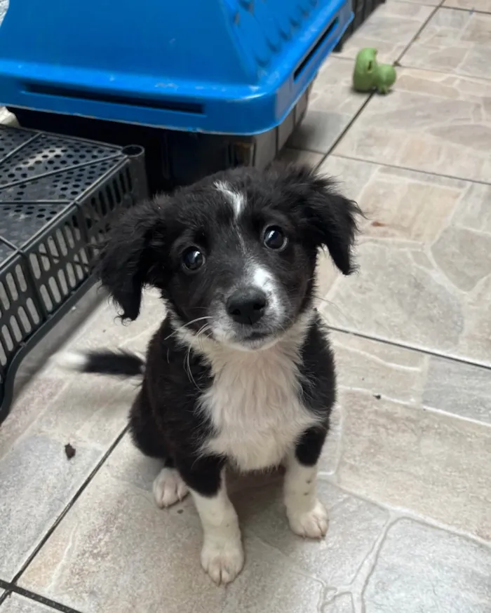 Cachorro ra a SRD-ViraLata idade 2 a 6 meses nome Samy