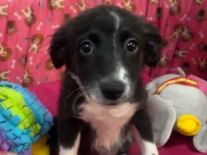 Cachorro raça SRD-ViraLata idade 2 a 6 meses nome Samy
