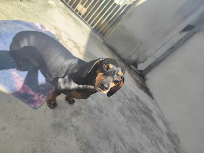 Cachorro ra a Basset  idade 6 ou mais anos nome Bruce 