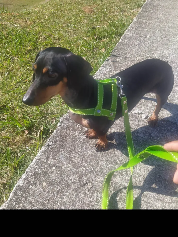 Cachorro ra a Basset  idade 6 ou mais anos nome Bruce 