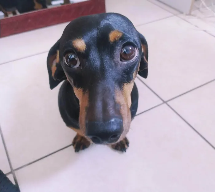 Cachorro ra a Basset  idade 6 ou mais anos nome Bruce 