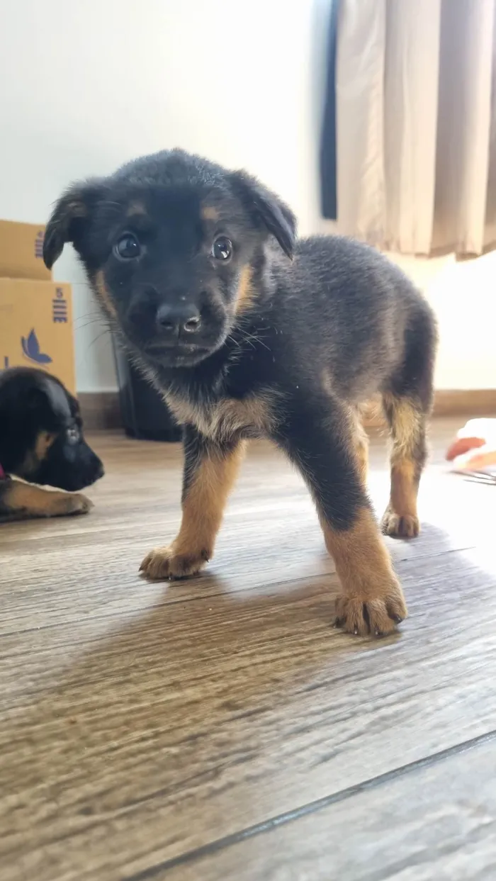 Cachorro ra a Pastor Alemão idade Abaixo de 2 meses nome Rick