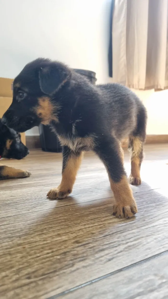 Cachorro ra a Pastor Alemão idade Abaixo de 2 meses nome Rick