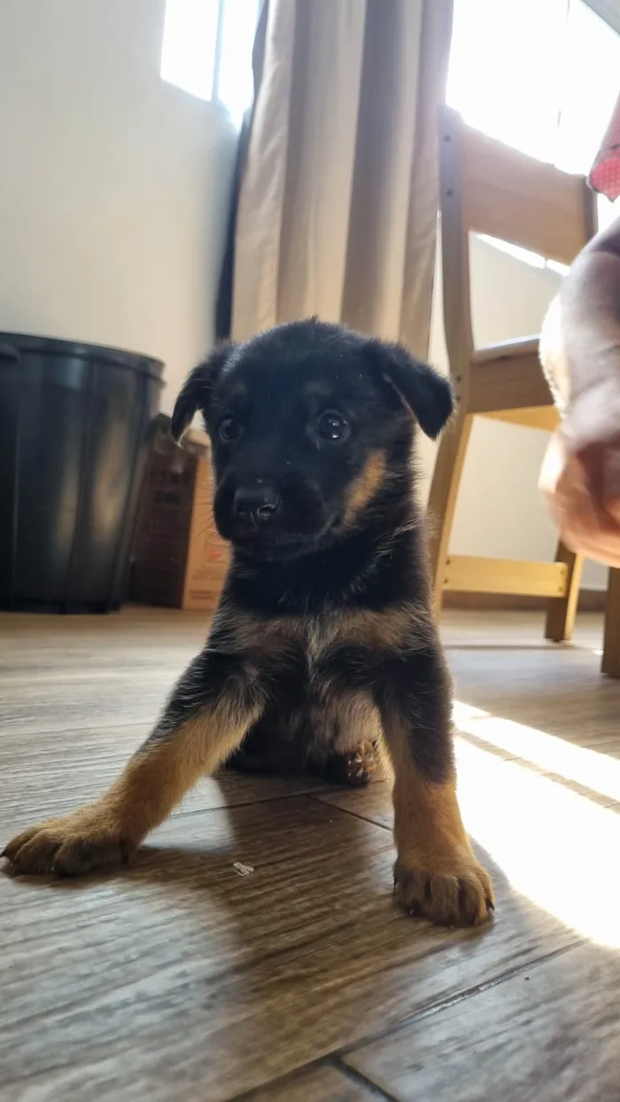 Cachorro ra a Pastor Alemão idade Abaixo de 2 meses nome Rick