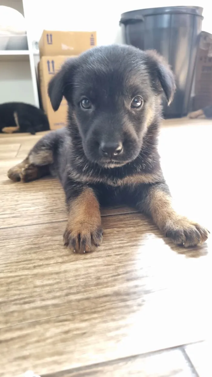 Cachorro ra a Pastor Alemão idade Abaixo de 2 meses nome Hércules