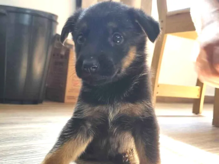 Cachorro ra a Pastor Alemão idade Abaixo de 2 meses nome Rick