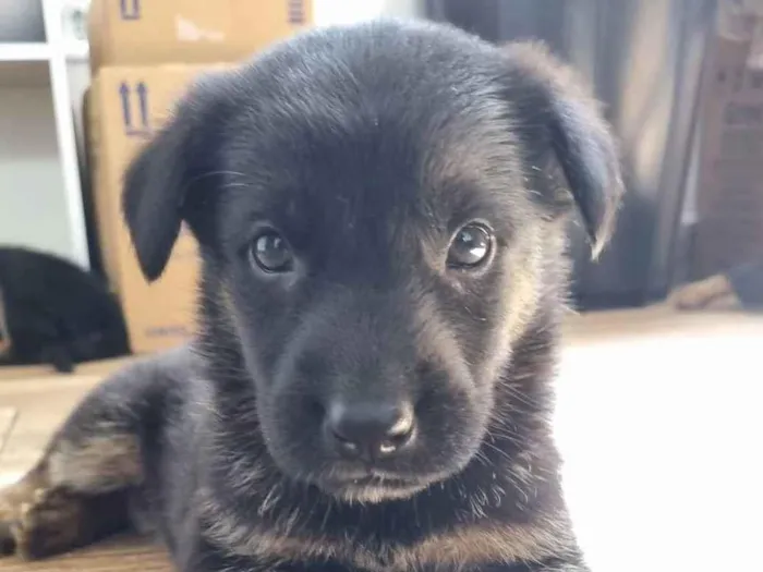 Cachorro ra a Pastor Alemão idade Abaixo de 2 meses nome Hércules