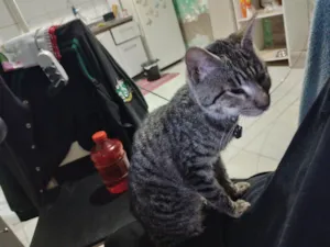 Gato raça SRD-ViraLata idade 2 a 6 meses nome Samira