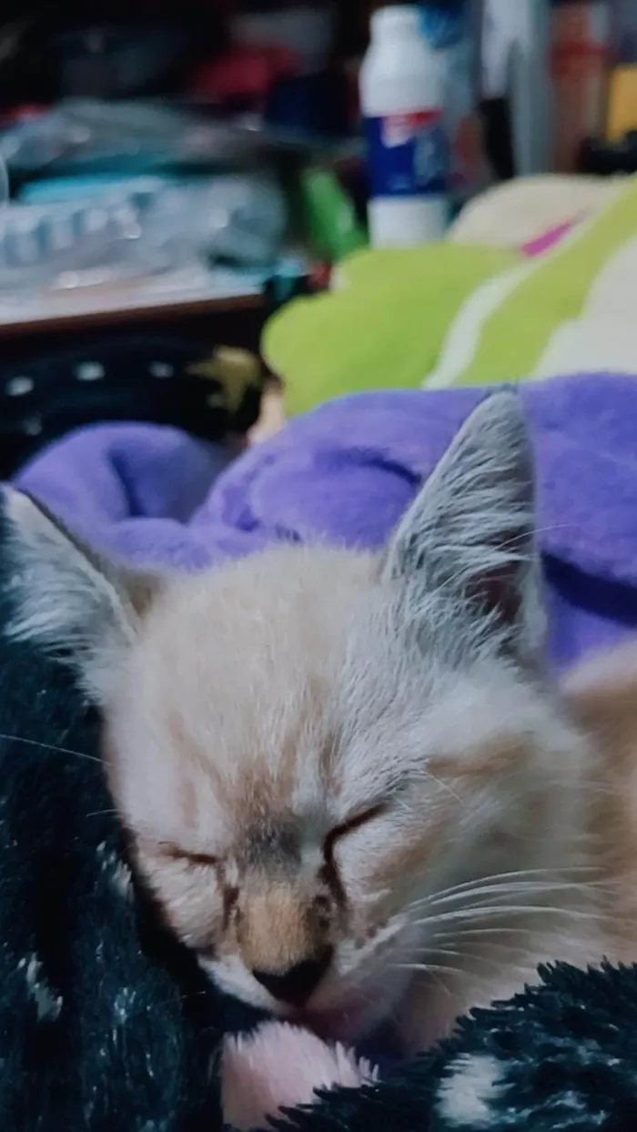 Gato ra a Persa idade Abaixo de 2 meses nome gatinha (sem nome)