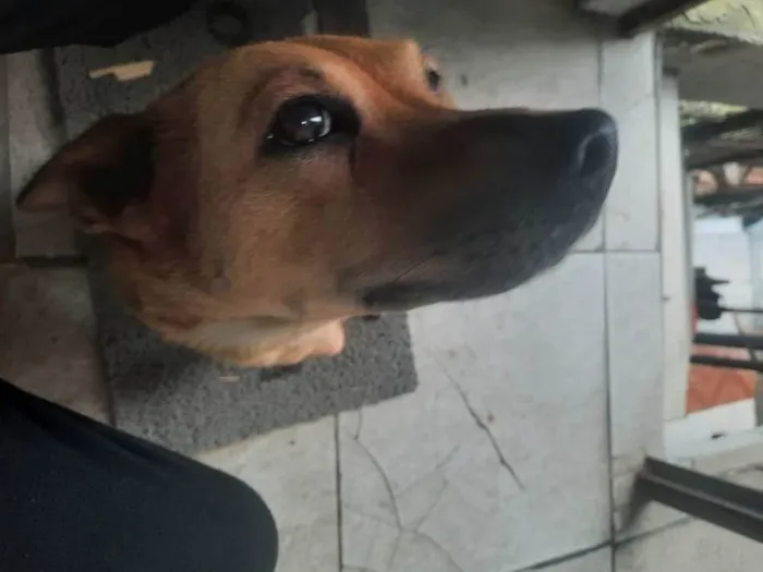 Cachorro ra a Vira lata  idade 3 anos nome Princesa 