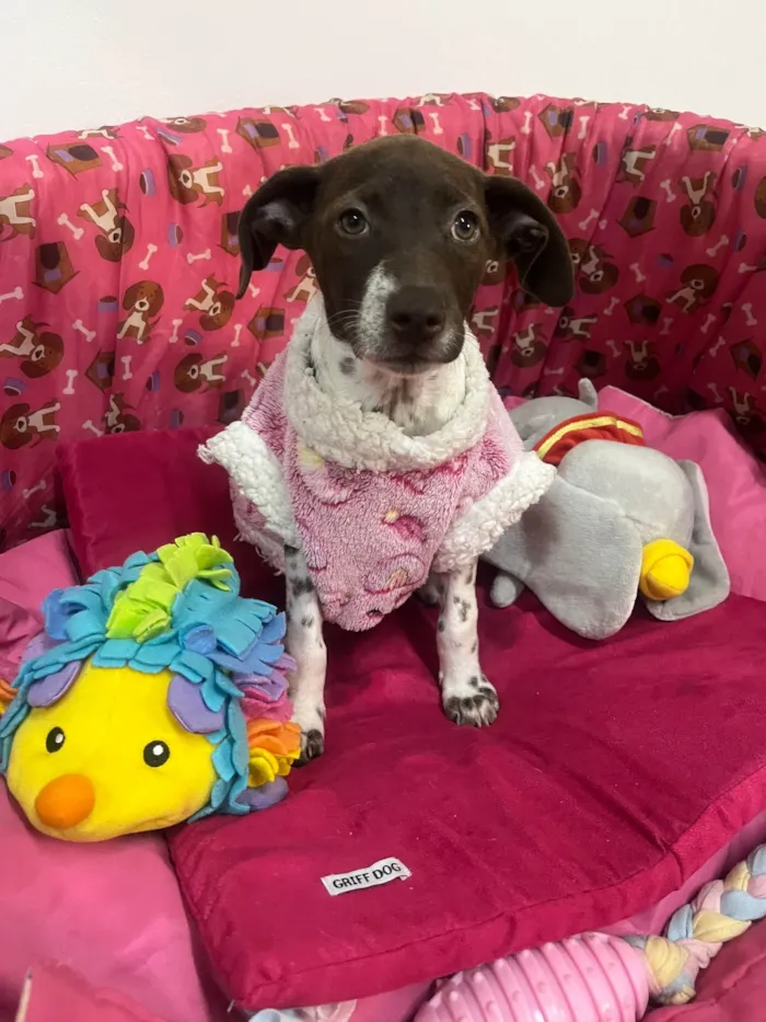 Cachorro ra a SRD-ViraLata idade 2 a 6 meses nome Sury