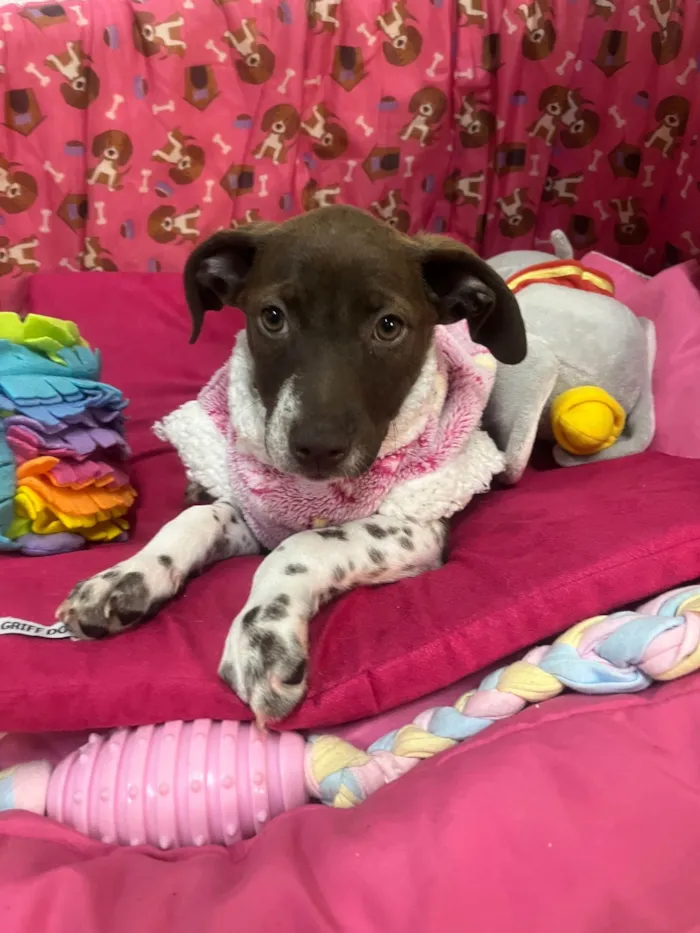 Cachorro ra a SRD-ViraLata idade 2 a 6 meses nome Sury
