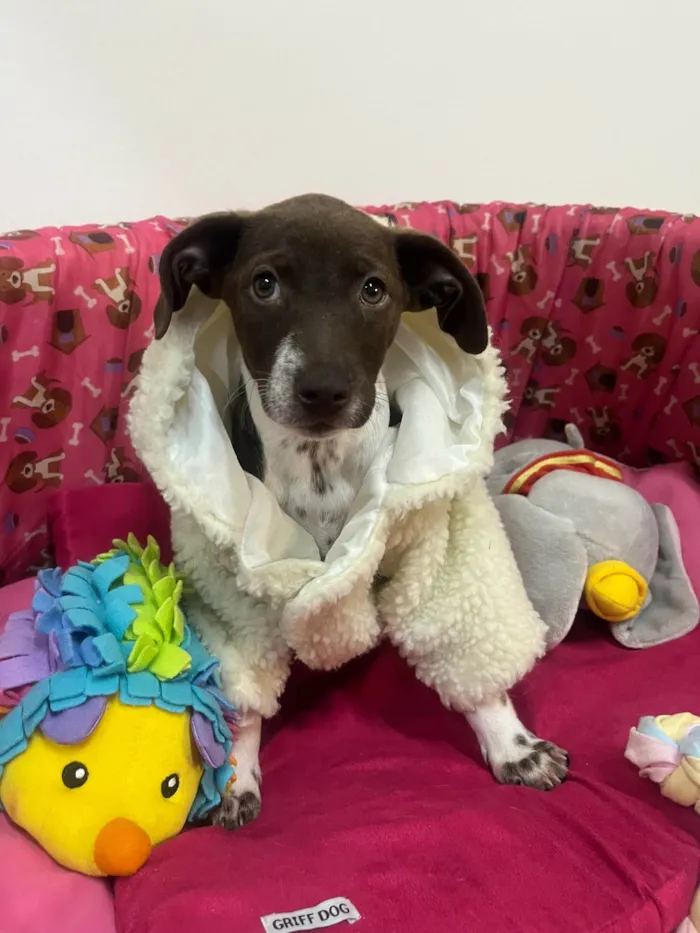 Cachorro ra a SRD-ViraLata idade 2 a 6 meses nome Sury