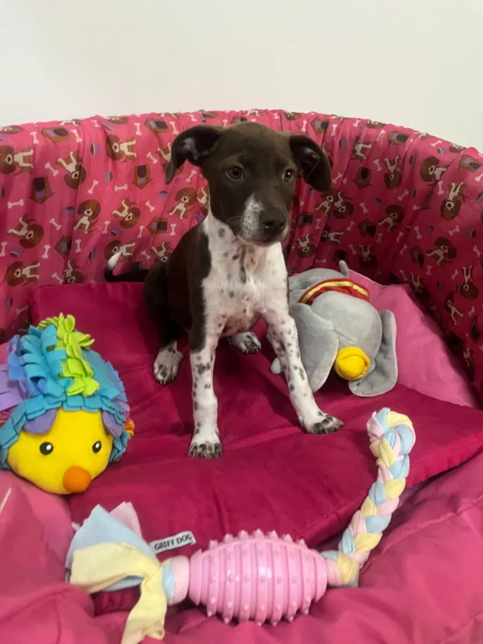 Cachorro ra a SRD-ViraLata idade 2 a 6 meses nome Sury