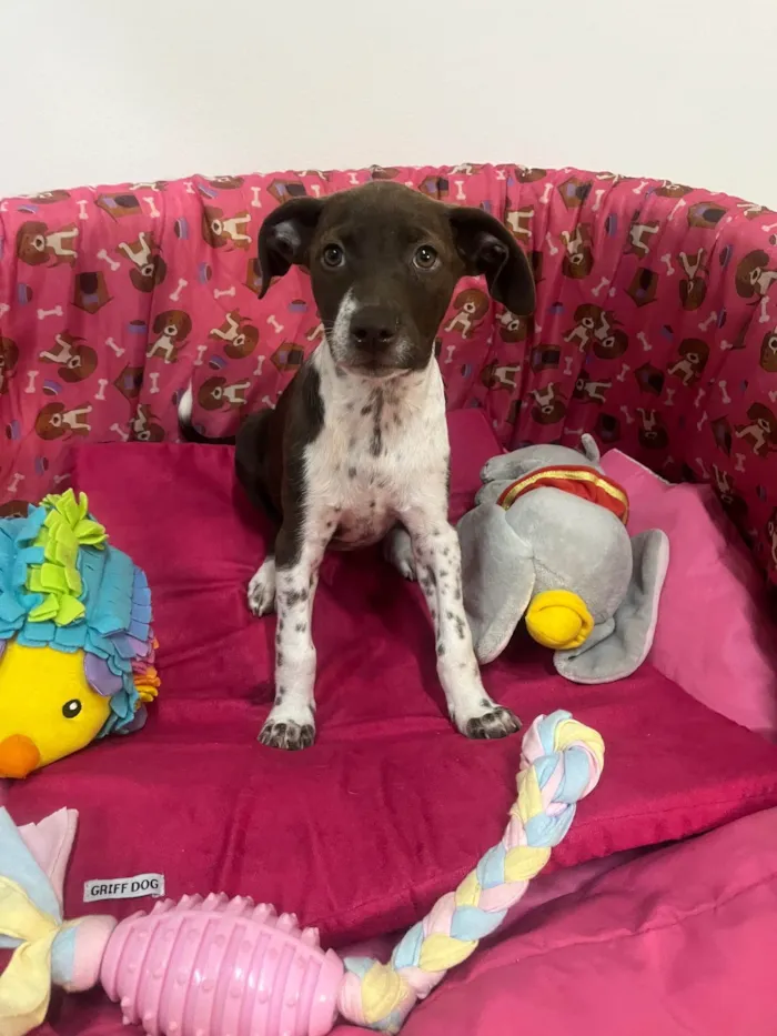Cachorro ra a SRD-ViraLata idade 2 a 6 meses nome Sury