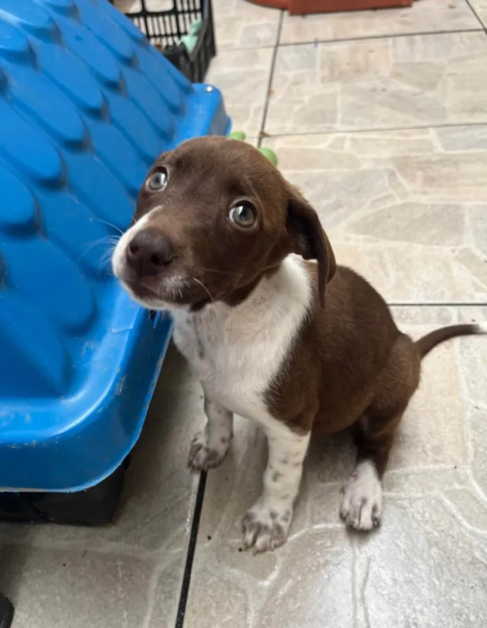 Cachorro ra a SRD-ViraLata idade 2 a 6 meses nome Sury