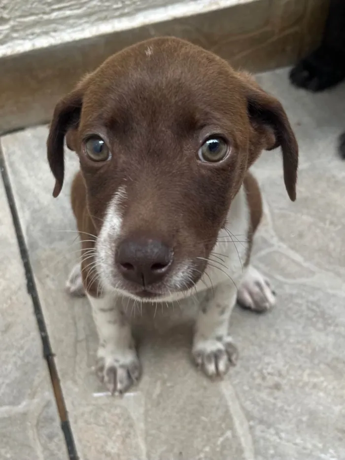 Cachorro ra a SRD-ViraLata idade 2 a 6 meses nome Sury