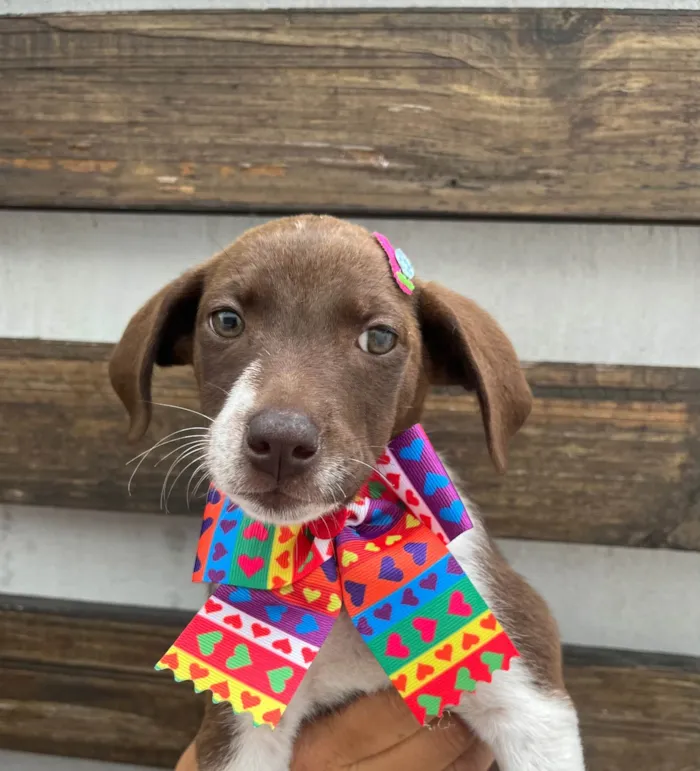 Cachorro ra a SRD-ViraLata idade 2 a 6 meses nome Sury