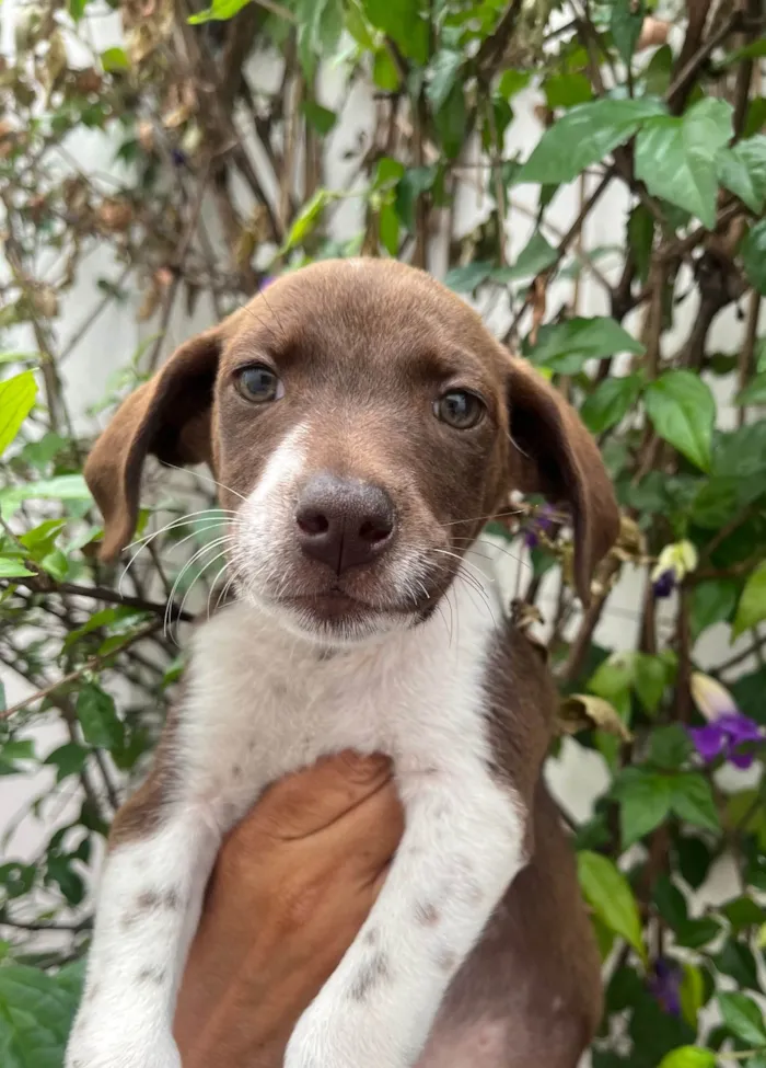 Cachorro ra a SRD-ViraLata idade 2 a 6 meses nome Sury