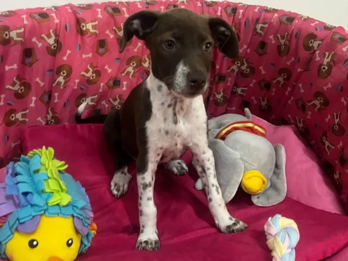 Cachorro ra a SRD-ViraLata idade 2 a 6 meses nome Sury