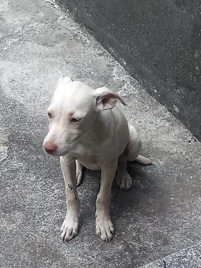 Cachorro ra a Pit-Bull idade 2 a 6 meses nome Gamora